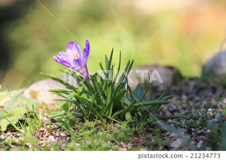 Crocus flower Crocus flower 21234773