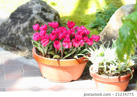 原始鬱金香花 原始鬱金香花 21234775