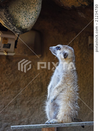 狐獴 狐獴 21234780