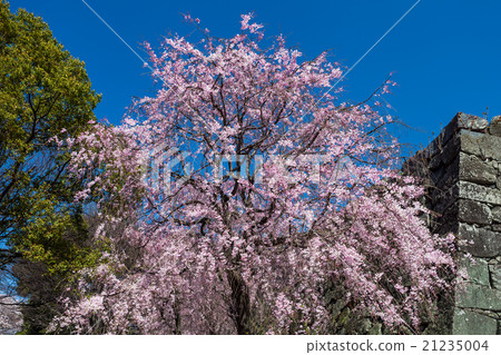 Maizuru公園的櫻花 21235004