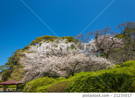 Maizuru公園的櫻花 Maizuru公園的櫻花 21235017