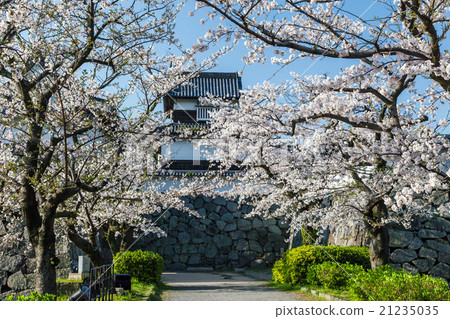 Cherry blossoms at Maizuru Park Cherry blossoms at Maizuru Park 21235035