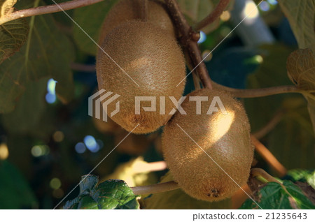 Kiwi shelf at harvest season 21235643