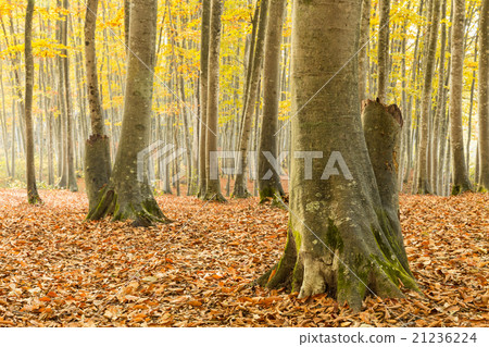Beauty forest autumn leaves Beauty forest autumn leaves 21236224