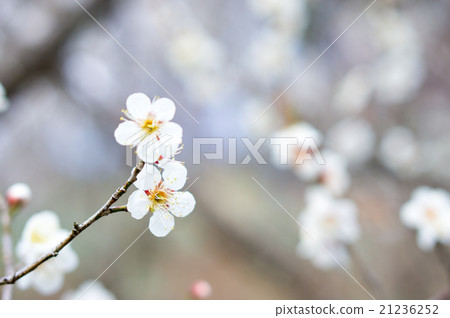 White plum White plum 21236252