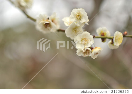 Plum (white) Plum (white) 21236255