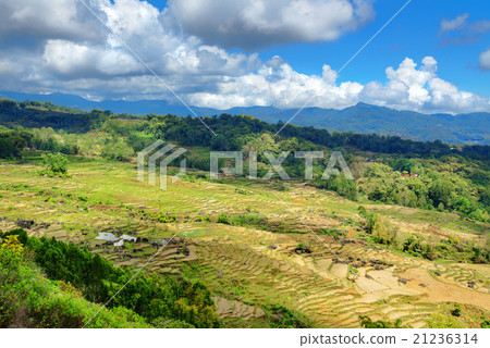 Green rice field in Tana Toraja Green rice field in Tana Toraja 21236314