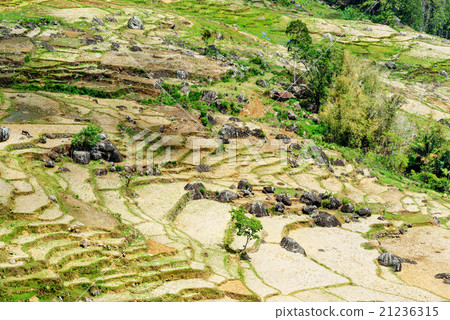 Green rice field  in Tana Toraja 21236315