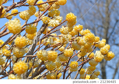 Mitumata花 21236485