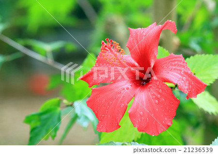 Hibiscus with waterdrop Hibiscus with waterdrop 21236539