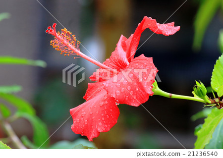 Hibiscus with waterdrop 21236540