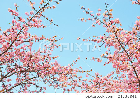 櫻桃樹 櫻桃樹 21236841