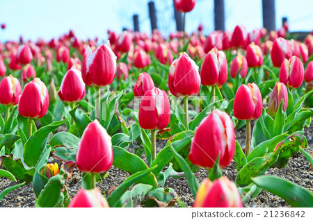 鬱金香領域 21236842