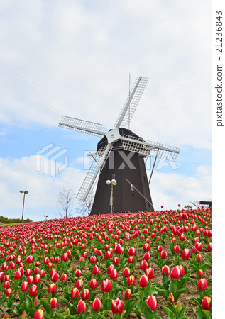 風車和郁金香 風車和郁金香 21236843