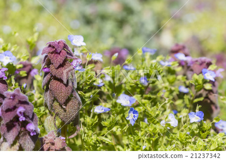 春天領域花 春天領域花 21237342