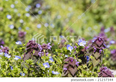 Flower of spring field Flower of spring field 21237344