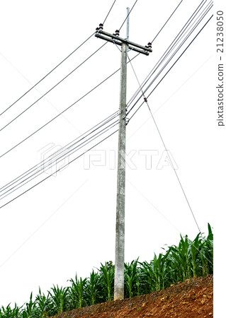 Electric pole and corn fields isolated on white 21238050