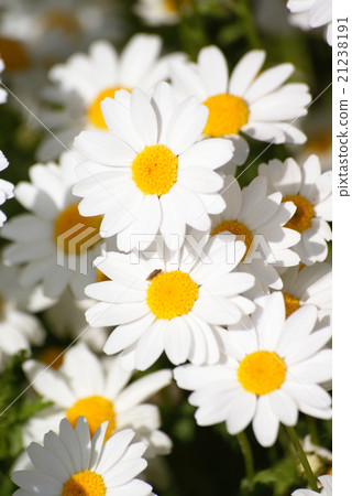 瑪格麗特 21238191