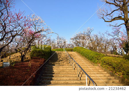 世田谷Haneiki公園的梅花 世田谷Haneiki公園的梅花 21238462