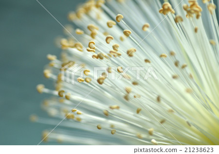 Detail flower of shaving bush tree Detail flower of shaving bush tree 21238623