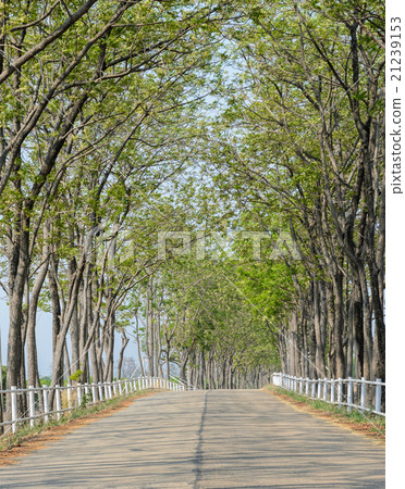 Tree lined road to farm 21239153