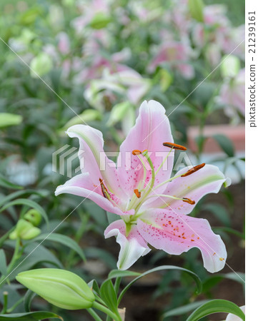 Pink Easter lily flower (Lilium longiflorum) 21239161