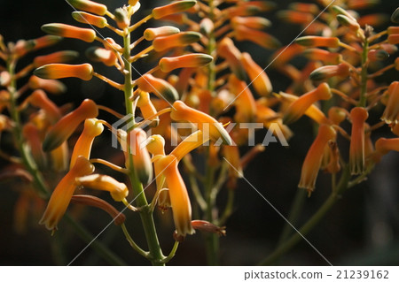 仙人掌花 21239162