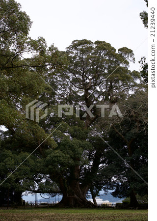 九州長崎旅遊/ Isahaya公園的Osuni 九州長崎旅遊/ Isahaya公園的Osuni 21239440