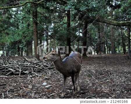 奈良公園的鹿，上帝的鹿，春日大社的鹿 21240166