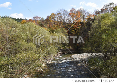 Autumn leaves of Shirakami mountains Autumn leaves of Shirakami mountains 21240522