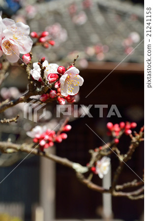 Ch子行走:Ume和KendokudoMyōfukuji Ch子行走:Ume和KendokudoMyōfukuji 21241158