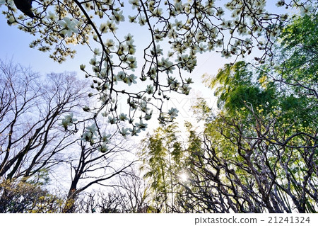 Spring garden 21241324