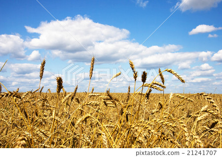 Wheat field 21241707