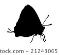Tropical butterfly 21243065