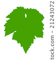 Vine leaf 21243072