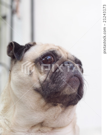 lovely funny white cute fat pug dog portraits lovely funny white cute fat pug dog portraits 21243173