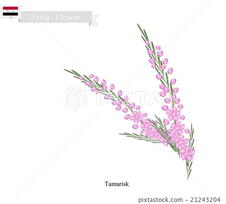 Pink Tamarisk, The Native Flower in Syria Pink Tamarisk, The Native Flower in Syria 21243204