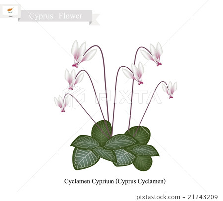 Cyclamen Cyprium, The Popular Flower of Cyprus Cyclamen Cyprium, The Popular Flower of Cyprus 21243209