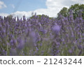 Lavender field 21243244