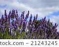 Lavender field 21243245