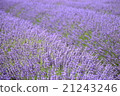 Lavender field 21243246