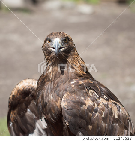 Eagle Filia 21243528