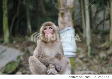 Monkey 21243634
