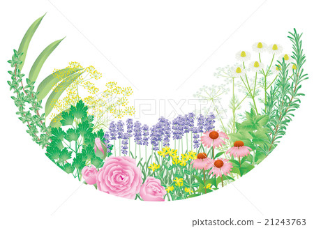 Flower herb - Stock Illustration [21243763] - PIXTA