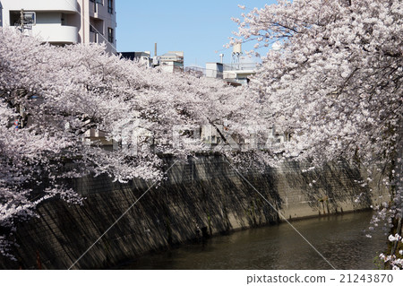 Cherry blossoms of Kanda River Cherry blossoms of Kanda River 21243870
