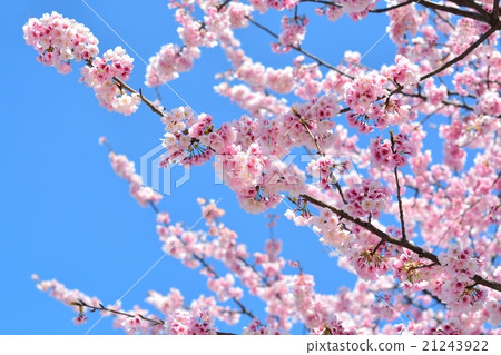 Ann Kousuzakura 21243922