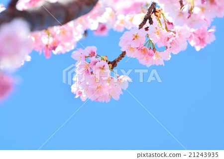 Ann Kousuzakura Ann Kousuzakura 21243935