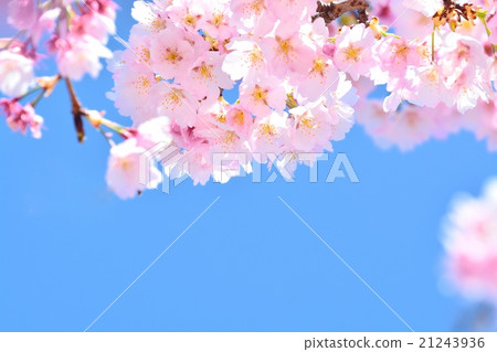 Ann Kousuzakura Ann Kousuzakura 21243936