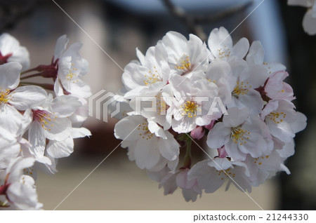 櫻桃樹 櫻桃樹 21244330