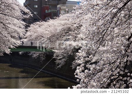 神田河的櫻花 21245102